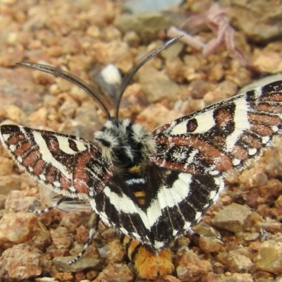 Apina callisto (Pasture Day Moth) at Belconnen, ACT - 22 Apr 2016 by RyuCallaway