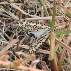 Utetheisa pulchelloides (Heliotrope Moth) at Lower Molonglo - 22 Apr 2016 by RyuCallaway