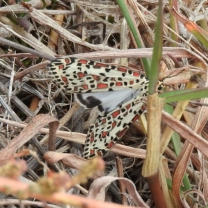 Utetheisa pulchelloides at Molonglo River Reserve - 22 Apr 2016