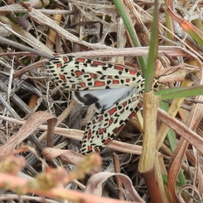 Utetheisa pulchelloides (Heliotrope Moth) at Belconnen, ACT - 22 Apr 2016 by ArcherCallaway