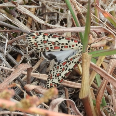 Utetheisa pulchelloides (Heliotrope Moth) at Molonglo River Reserve - 22 Apr 2016 by ArcherCallaway