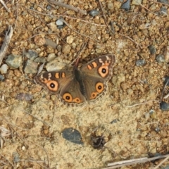 Junonia villida (Meadow Argus) at Molonglo River Reserve - 22 Apr 2016 by ArcherCallaway