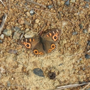 Junonia villida at Molonglo River Reserve - 22 Apr 2016 12:11 PM