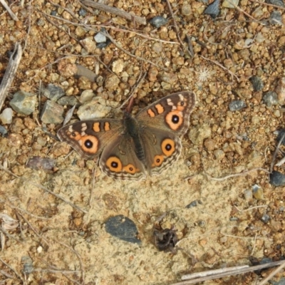 Junonia villida (Meadow Argus) at Lower Molonglo - 22 Apr 2016 by RyuCallaway