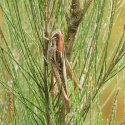 Austracris guttulosa (Spur-throated Locust) at Belconnen, ACT - 22 Apr 2016 by ArcherCallaway