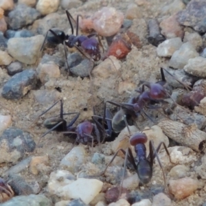 Iridomyrmex purpureus at Paddys River, ACT - 29 Jan 2014