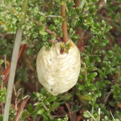 Mantidae - egg case (family) (Egg case of praying mantis) at Belconnen, ACT - 22 Apr 2016 by ArcherCallaway