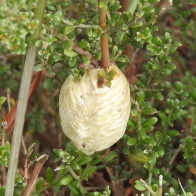 Mantidae (family) (Egg case of praying mantis) at Molonglo River Reserve - 22 Apr 2016 by ArcherCallaway