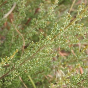 Pultenaea microphylla at Molonglo River Reserve - 22 Apr 2016