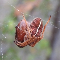 Hortophora sp. (genus) (Garden orb weaver) at Wanniassa Hill - 26 Feb 2016 by RyuCallaway