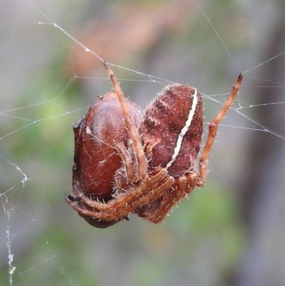 Hortophora sp. (genus) (Garden orb weaver) at Fadden, ACT - 26 Feb 2016 by RyuCallaway