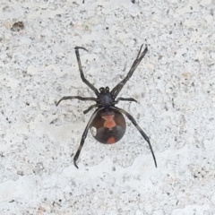 Latrodectus hasselti (Redback Spider) at Wanniassa Hill - 26 Feb 2016 by RyuCallaway