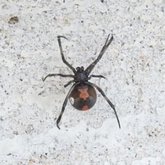 Latrodectus hasselti (Redback Spider) at Fadden, ACT - 27 Feb 2016 by ArcherCallaway