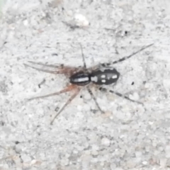 Nyssus coloripes (Spotted Ground Swift Spider) at Fadden, ACT - 26 Feb 2016 by RyuCallaway