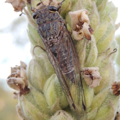 Galanga labeculata (Double-spotted cicada) at Paddys River, ACT - 1 Jan 2015 by MichaelBedingfield