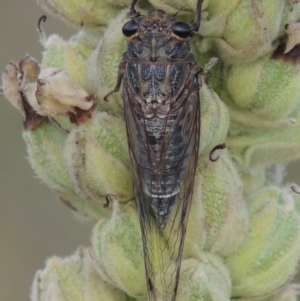 Galanga labeculata at Paddys River, ACT - 1 Jan 2015