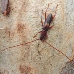 Epithora dorsalis at Conder, ACT - 24 Jan 2015 09:12 AM