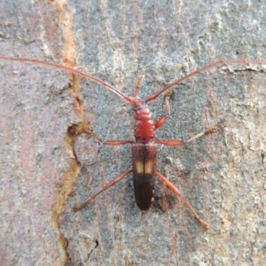 Epithora dorsalis at Conder, ACT - 24 Jan 2015 09:12 AM