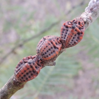 Icerya acaciae (Acacia mealy bug) at Paddys River, ACT - 2 Mar 2016 by MichaelBedingfield