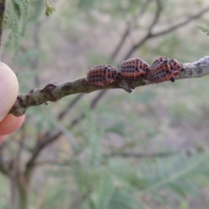 Icerya acaciae at Paddys River, ACT - 2 Mar 2016