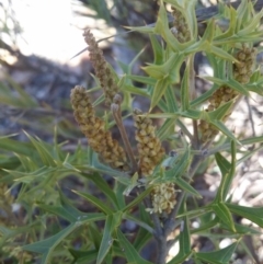 Grevillea ramosissima subsp. ramosissima (Fan Grevillea) at Paddys River, ACT - 16 Aug 2016 by LukeMcElhinney