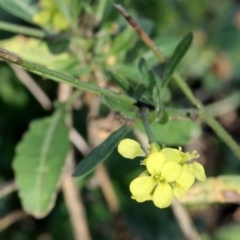 Hirschfeldia incana (Buchan Weed) at Lyneham, ACT - 6 Jun 2016 by PeteWoodall