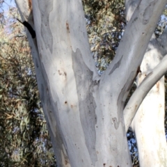 Eucalyptus mannifera (Brittle Gum) at Lyneham, ACT - 6 Jun 2016 by PeteWoodall