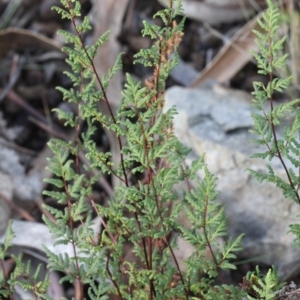 Cheilanthes sieberi at O'Connor, ACT - 6 Jun 2016