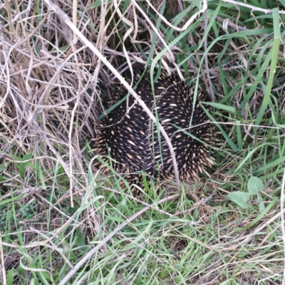 Tachyglossus aculeatus (Short-beaked Echidna) at Coombs, ACT - 17 Aug 2016 by RichardMilner