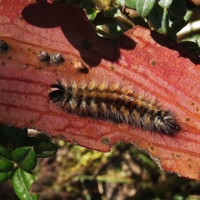 Anthela nicothoe (Urticating Anthelid) at Cotter River, ACT - 23 Mar 2015 by JohnBundock