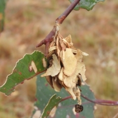 Hyalarcta huebneri (Leafy Case Moth) at Molonglo River Reserve - 22 Apr 2016 by ArcherCallaway