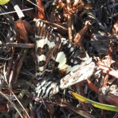 Apina callisto (Pasture Day Moth) at Wanniassa Hill - 24 Apr 2016 by ArcherCallaway
