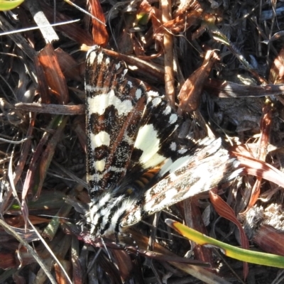 Apina callisto (Pasture Day Moth) at Wanniassa Hill - 23 Apr 2016 by RyuCallaway