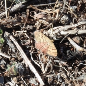 Scopula rubraria at Fadden, ACT - 24 Apr 2016