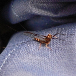 Ephemeroptera (order) at Paddys River, ACT - 13 Dec 2008