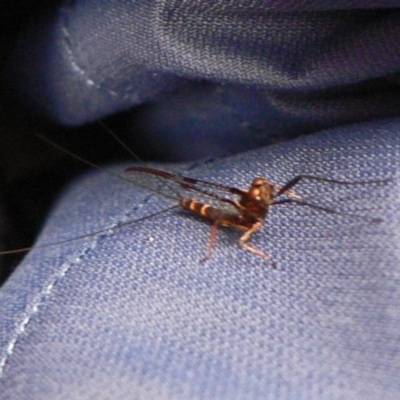 Ephemeroptera (order) (Unidentified Mayfly) at Paddys River, ACT - 13 Dec 2008 by galah681