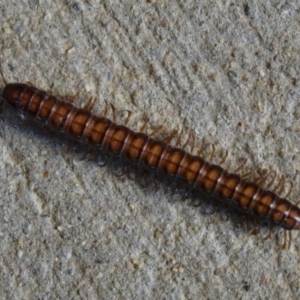 Paradoxosomatidae sp. (family) at Isaacs, ACT - 7 Sep 2013 09:09 AM