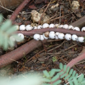 Cryptes baccatus at Paddys River, ACT - 5 Nov 2010