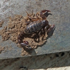 Cercophonius squama (Wood Scorpion) at Paddys River, ACT - 18 Sep 2010 by galah681