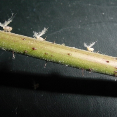 Scolypopa australis (Passionvine hopper, Fluffy bum) at Isaacs, ACT - 25 Dec 2000 by galah681