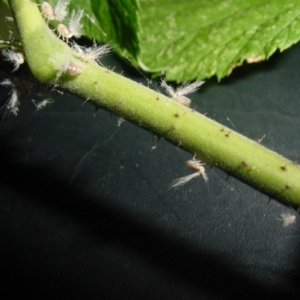 Scolypopa australis at Isaacs, ACT - 26 Dec 2000