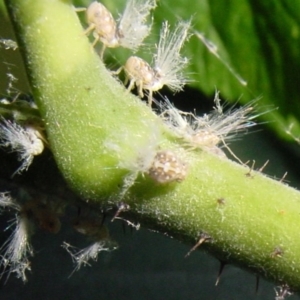 Scolypopa australis at Isaacs, ACT - 26 Dec 2000