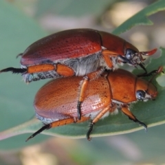 Anoplognathus sp. (genus) (Unidentified Christmas beetle) at Tharwa, ACT - 2 Jan 2013 by michaelb