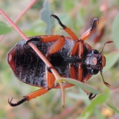 Anoplognathus sp. (genus) (Unidentified Christmas beetle) at Tharwa, ACT - 7 Feb 2015 by michaelb