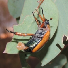 Anoplognathus brunnipennis (Green-tailed Christmas beetle) at Tharwa, ACT - 26 Feb 2015 by MichaelBedingfield