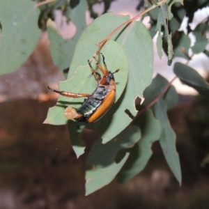 Anoplognathus sp. (genus) at Tharwa, ACT - 26 Feb 2015