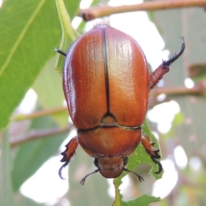 Anoplognathus hirsutus at Pine Island to Point Hut - 29 Nov 2014 08:02 PM