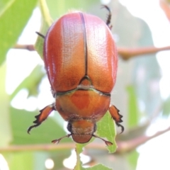 Anoplognathus hirsutus at Pine Island to Point Hut - 29 Nov 2014 08:02 PM