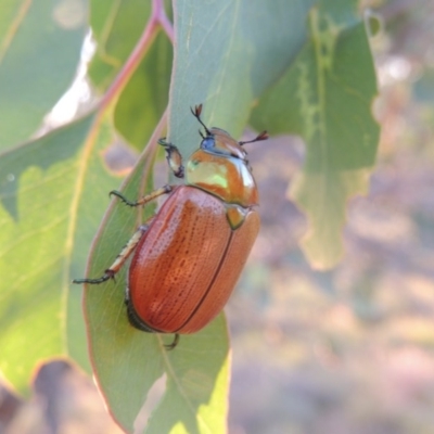 Anoplognathus brunnipennis (Green-tailed Christmas beetle) at Bonython, ACT - 29 Nov 2014 by michaelb