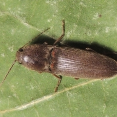 Monocrepidus (genus) (Click beetle) at Conder, ACT - 29 Sep 2015 by MichaelBedingfield